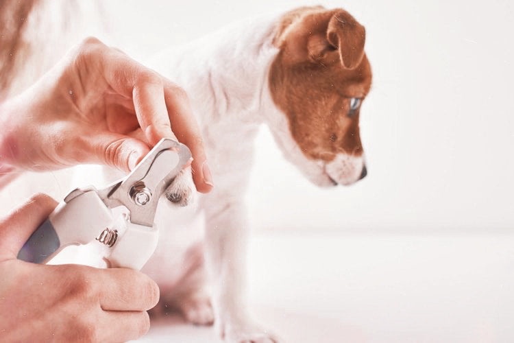 Dog Grooming