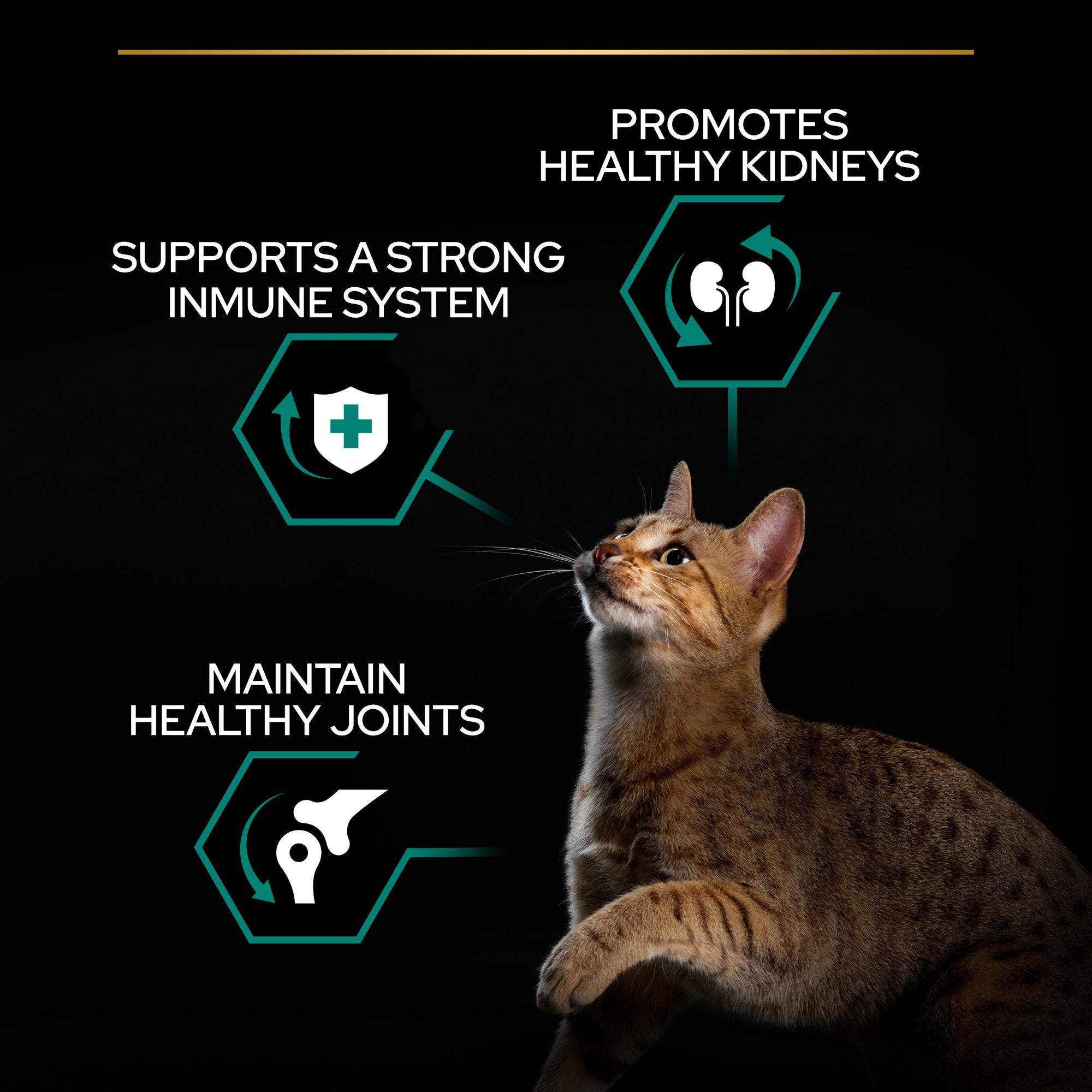 Purina Pro Plan - Adult Renal Plus Everyday Cat Dry Food - Chicken