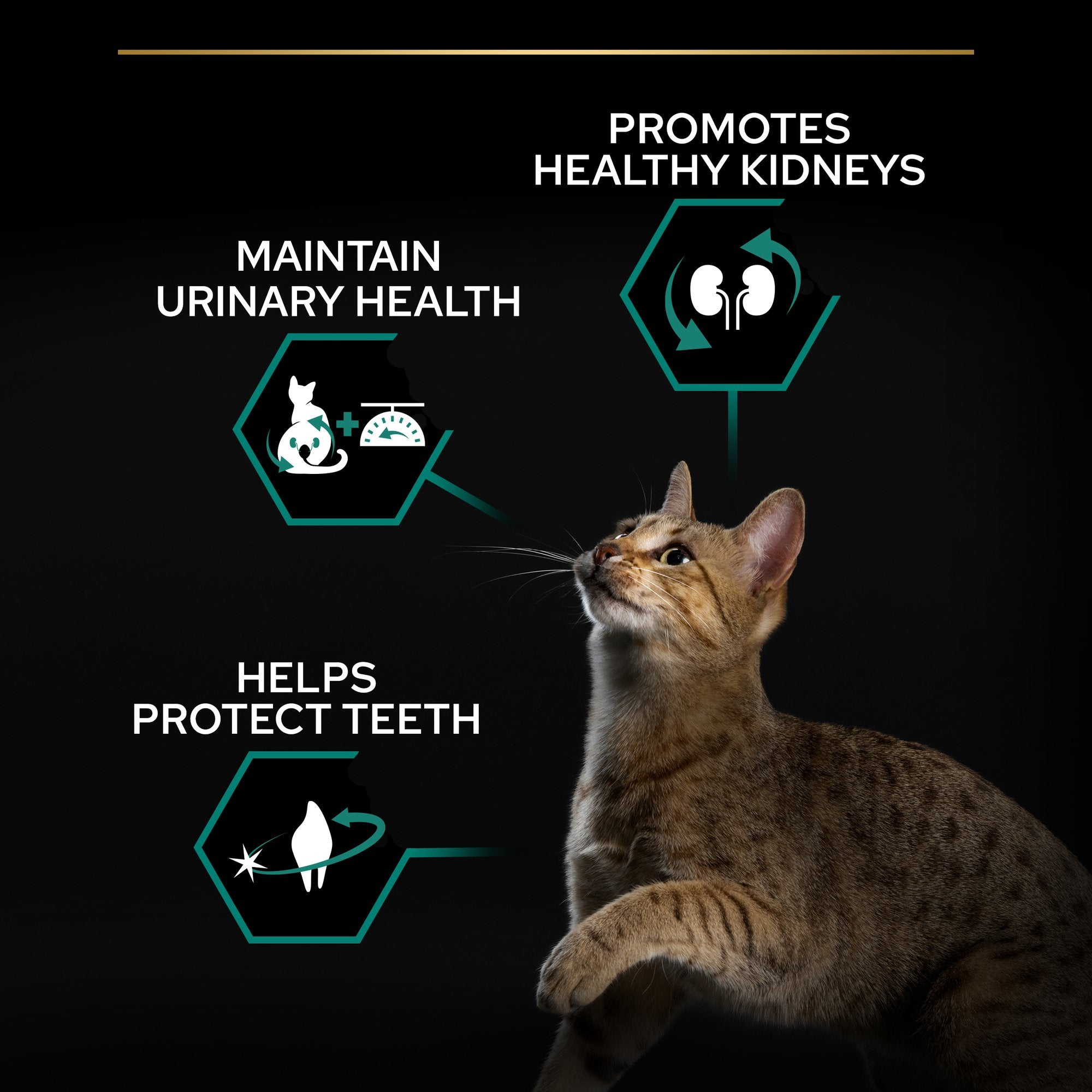 Purina Pro Plan - Sterilised Adult Renal Plus Cat Dry Food - Turkey