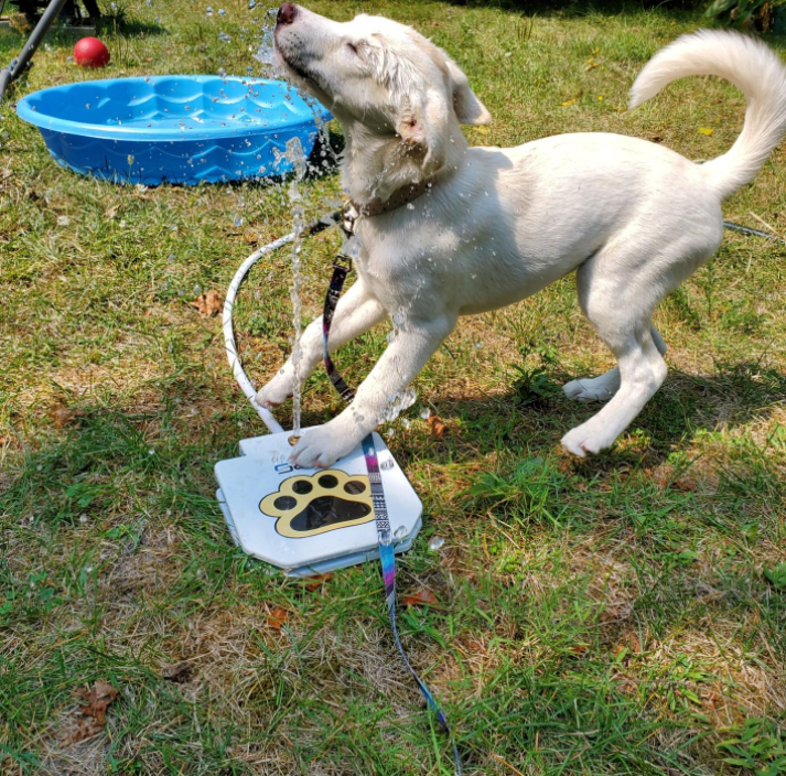 Outdoor automatic step on drinking fountain for dogs