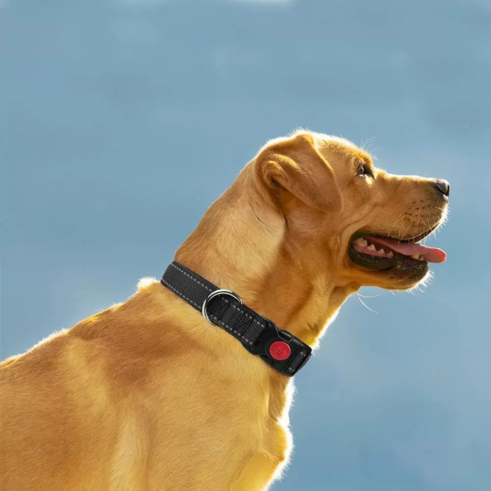 Adjustable Reflective Webbing Collar With Leash For Dogs And Cats - Shaking Tails