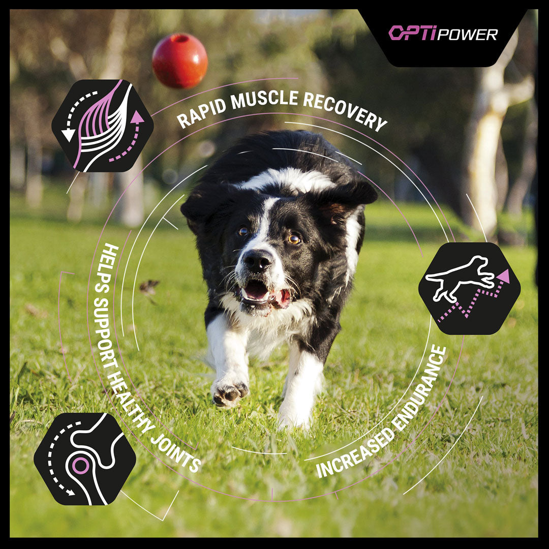 Purina Pro Plan - Performance All Sizes Adult Dog Dry Food - Chicken