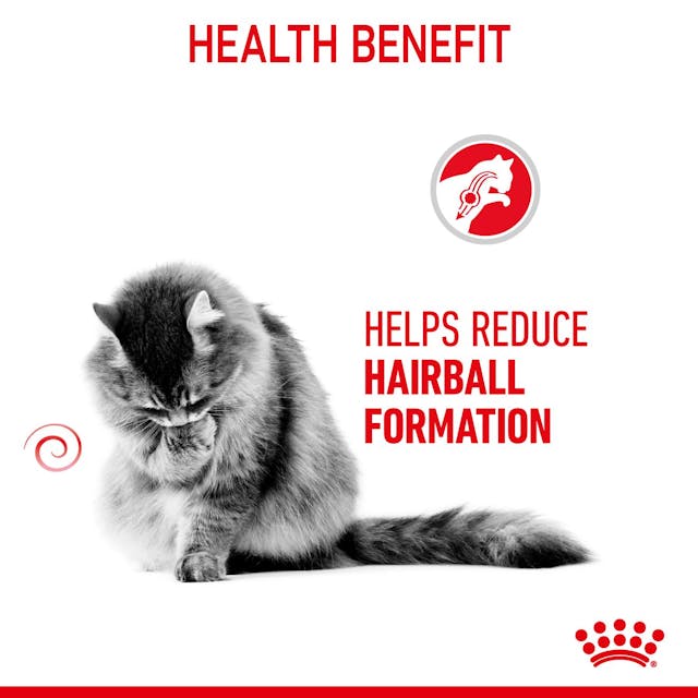 Royal Canin Adult Hair ball care Cat Dry Food