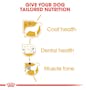Royal Canin - Poodle Adult Dog Dry Food