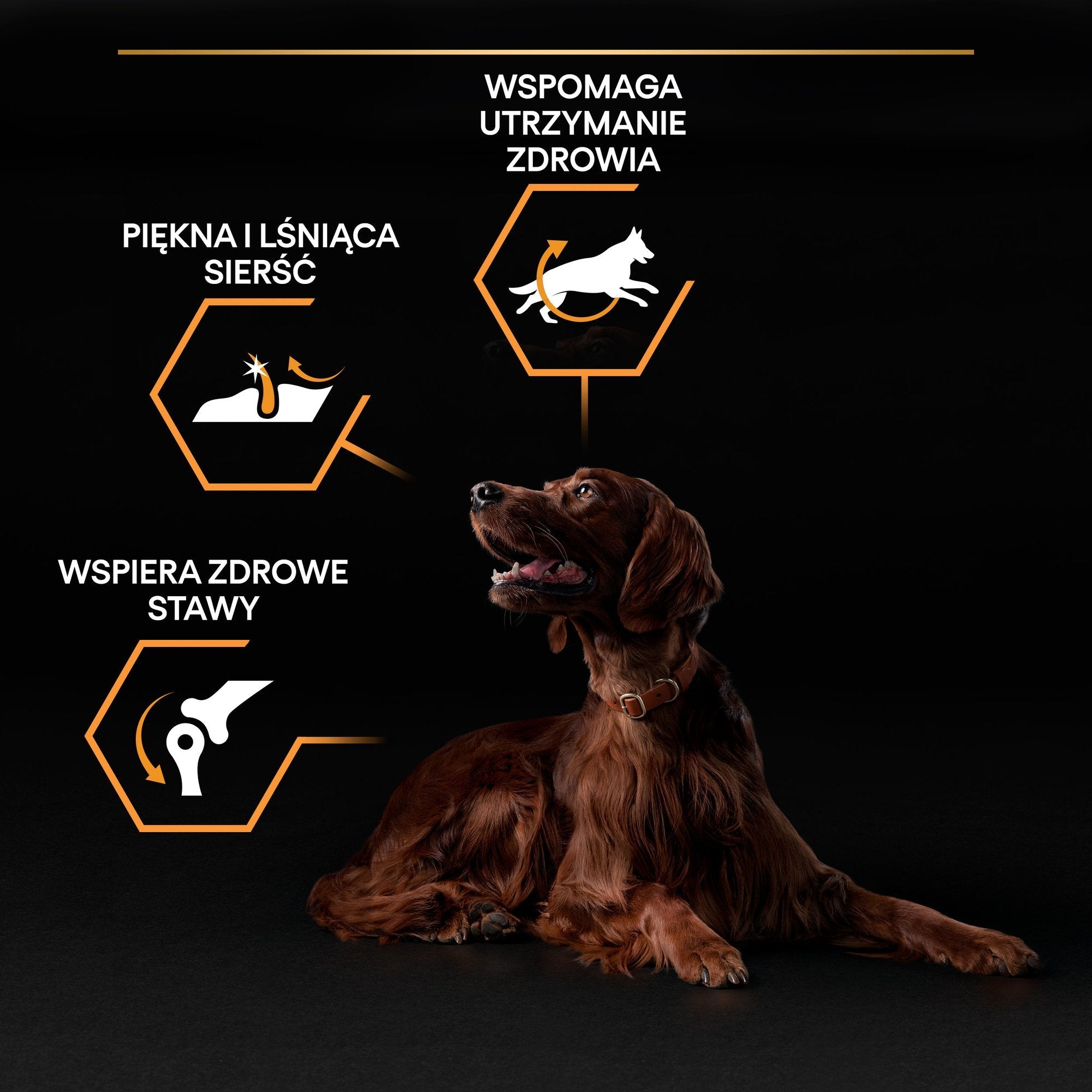 Purina Pro Plan - Large Athletic Adult Everyday Nutrition Dog Dry Food - Chicken