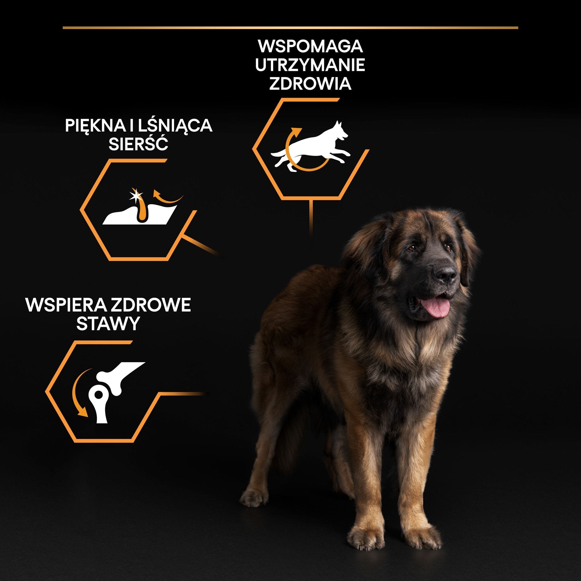 Purina Pro Plan - Large Robust Adult Everyday Nutrition Dog Dry Food - Chicken