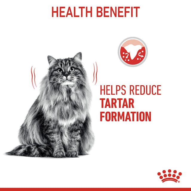 Royal Canin Adult Dental Care Cat Dry Food