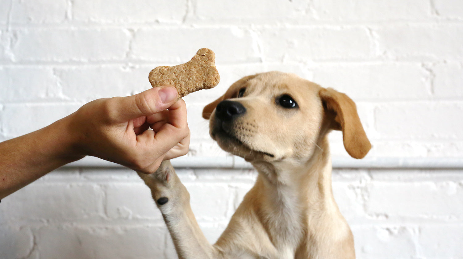 Dog Treats Image